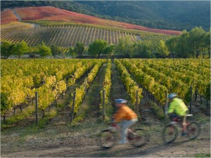 Paseos por viñedos y bellos paisajes