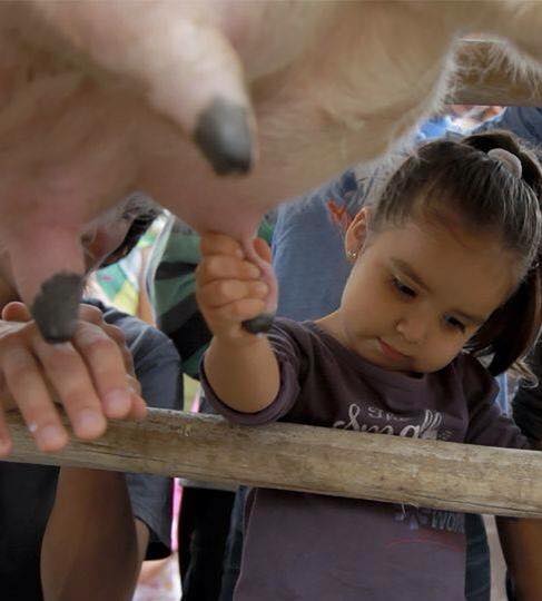 lecheria los maitenes