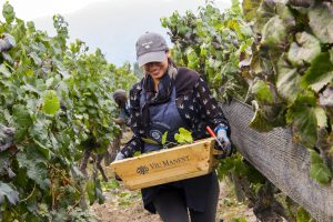 Vivir la Vendimia en primera persona