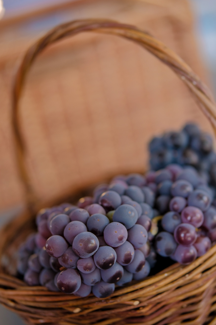 Fiesta Vendimia 20 Colchagua1